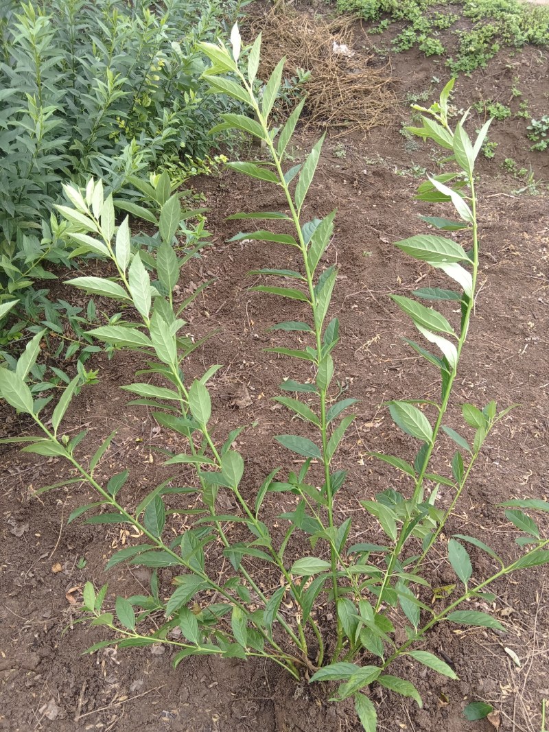 丛生连翘球，连翘苗，各种规格货源充足，物美价廉