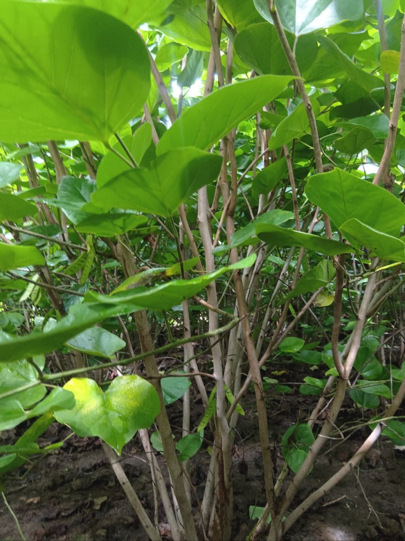 丛生紫荆2米冠幅，现货直发，价格优惠成活率高