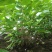 丛生紫荆2米冠幅，现货直发，价格优惠成活率高