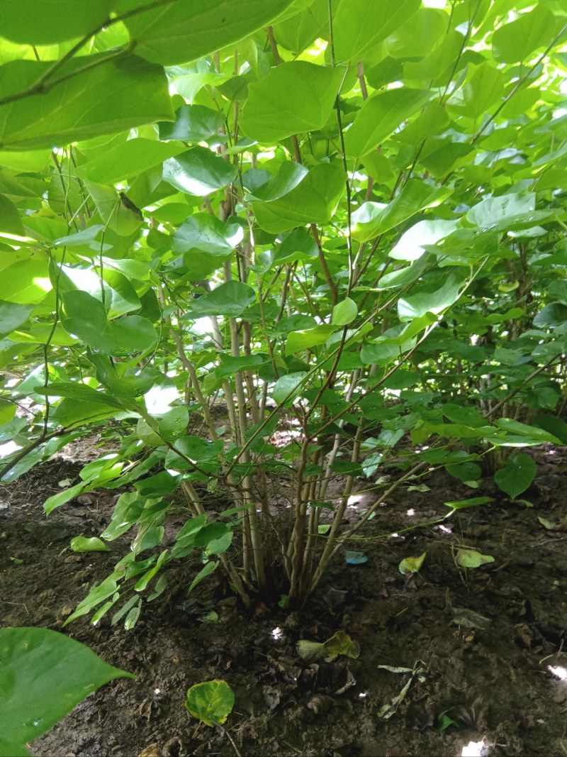 丛生紫荆2米冠幅，现货直发，价格优惠成活率高
