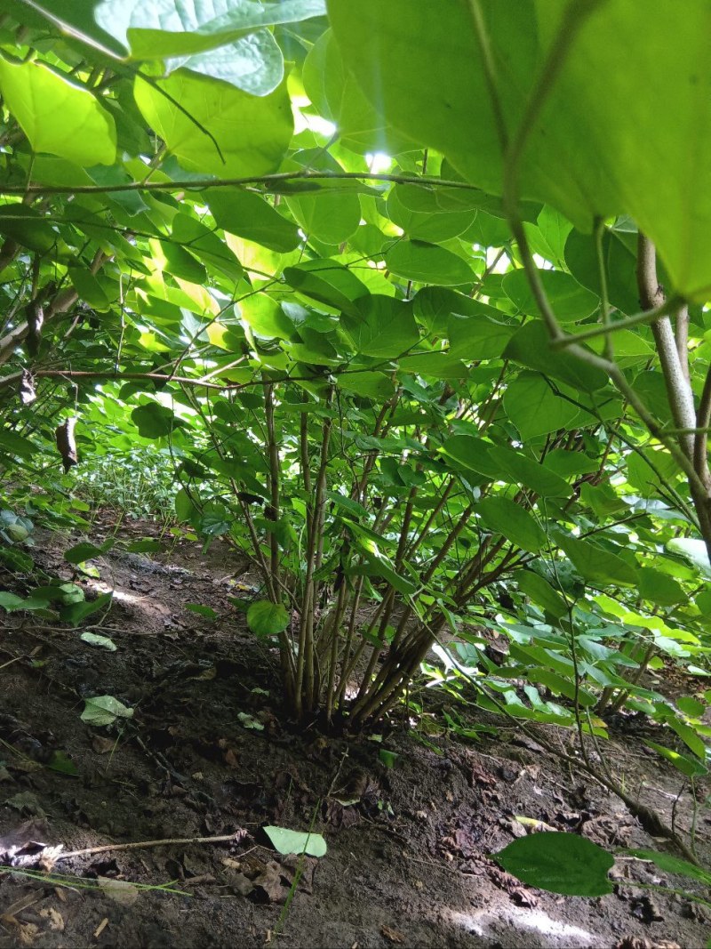 丛生紫荆2米冠幅，现货直发，价格优惠成活率高