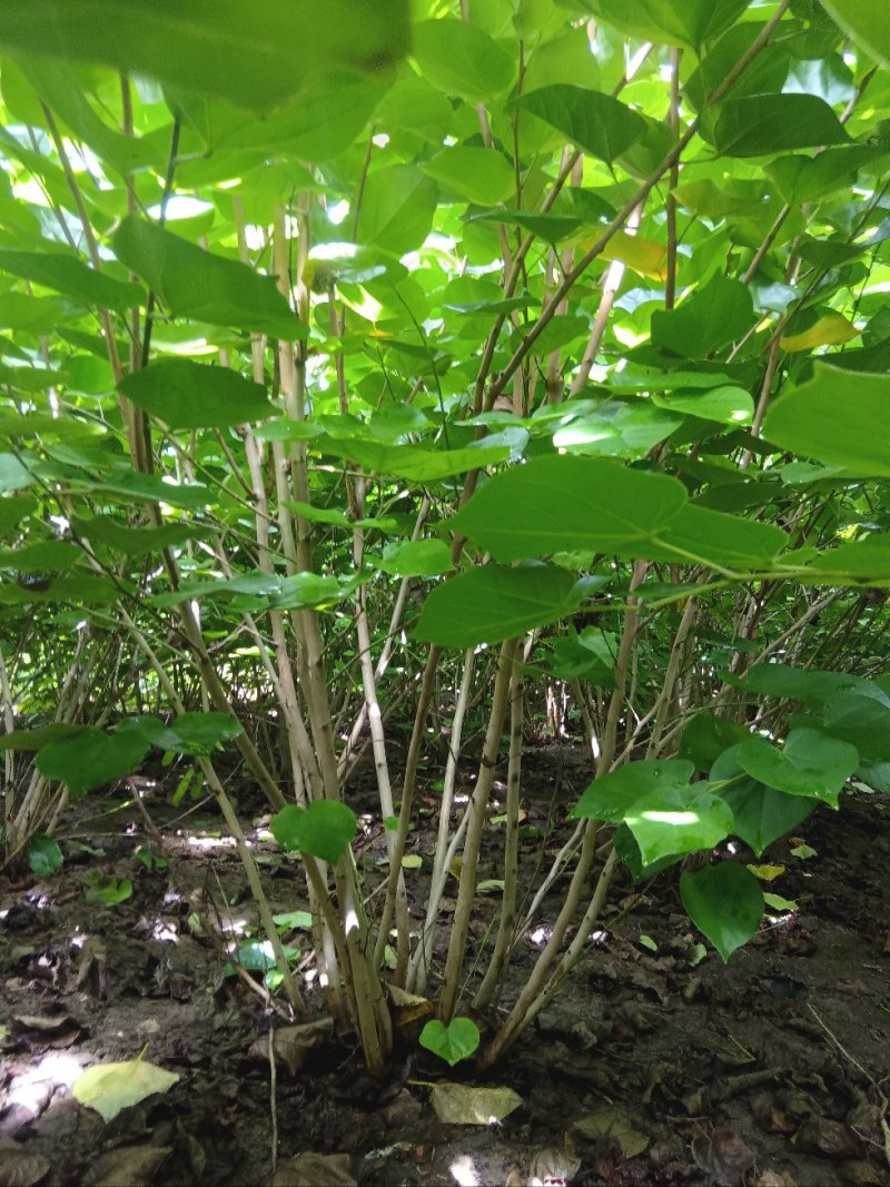 丛生紫荆2米冠幅，现货直发，价格优惠成活率高