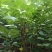 丛生紫荆2米冠幅，现货直发，价格优惠成活率高