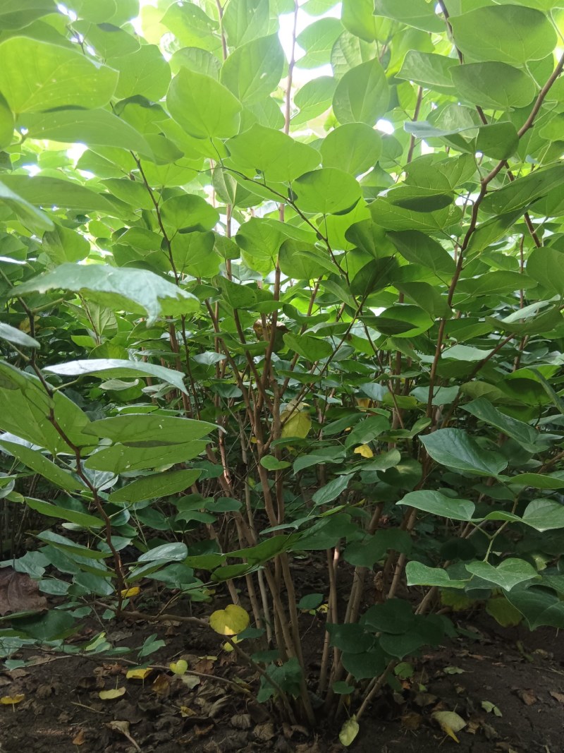 丛生紫荆2米冠幅，现货直发，价格优惠成活率高