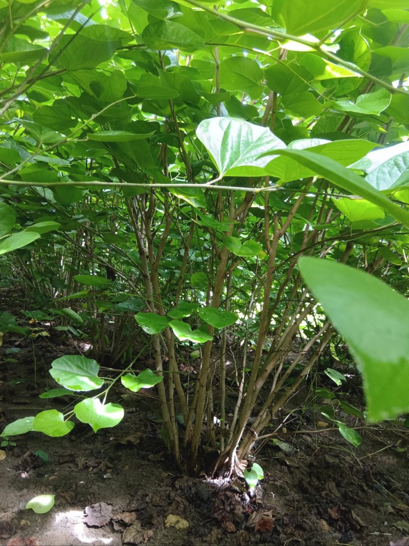 丛生紫荆2米冠幅，现货直发，价格优惠成活率高