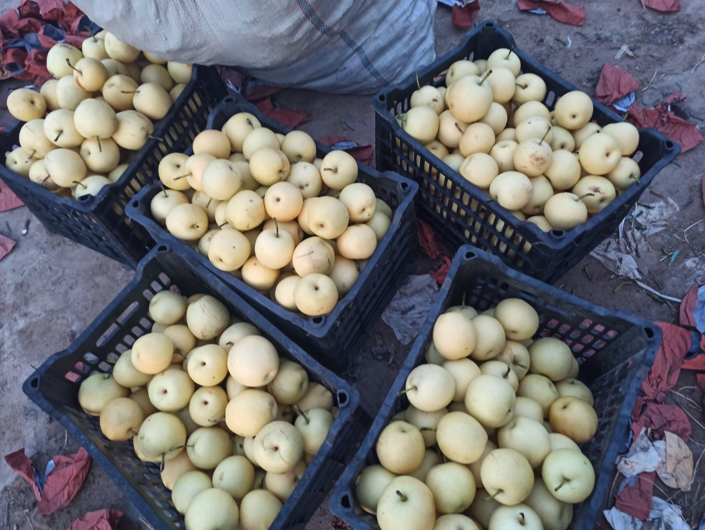 皇冠梨重量对比示意图