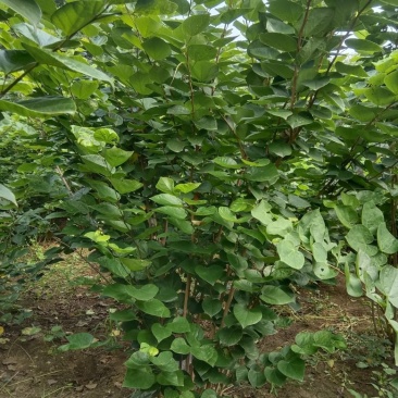 丛生紫荆2米冠幅，现货直发，价格优惠成活率高