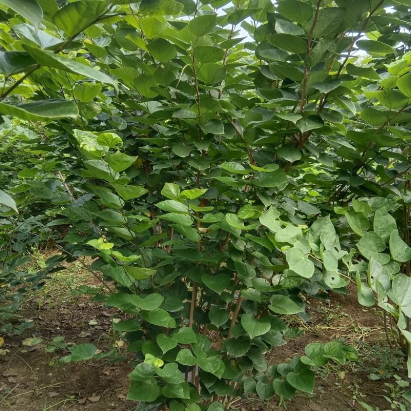丛生紫荆2米冠幅，现货直发，价格优惠成活率高