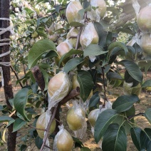 河北保定博野红香酥采摘中，产地直销，一手货源，诚信代办。