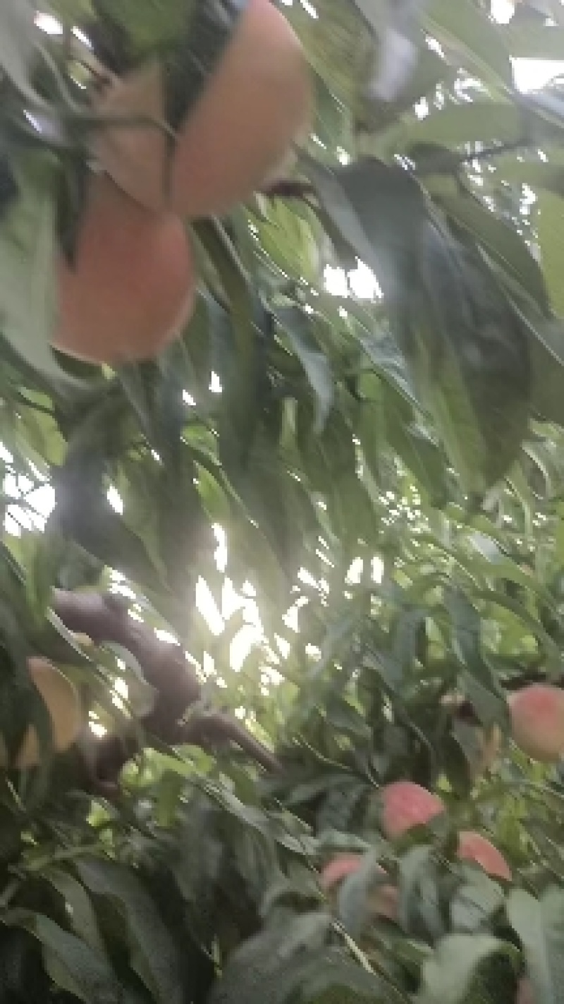 永连蜜桃大量上市中有需要联系我哦，，千亩桃园基地
