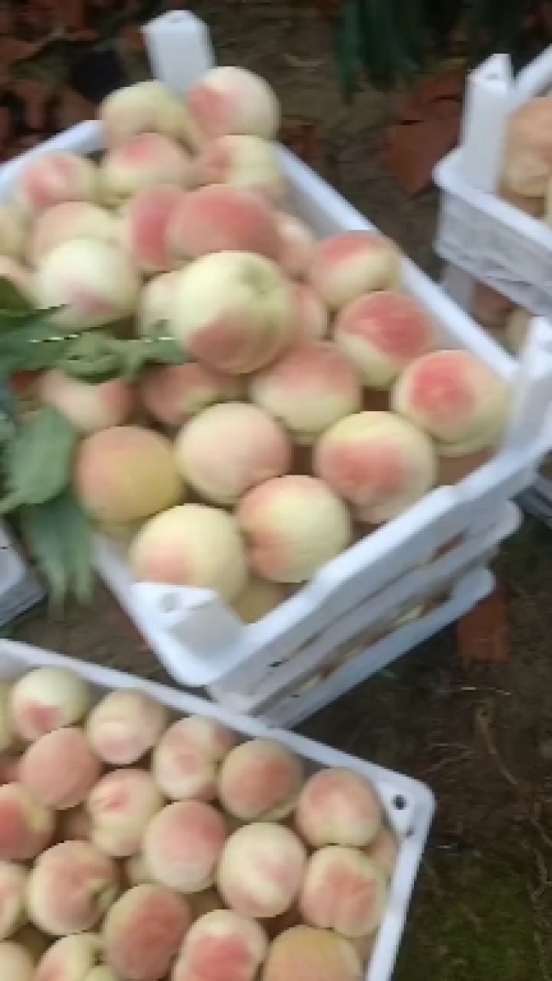永连蜜桃大量上市中有需要联系我哦，，千亩桃园基地
