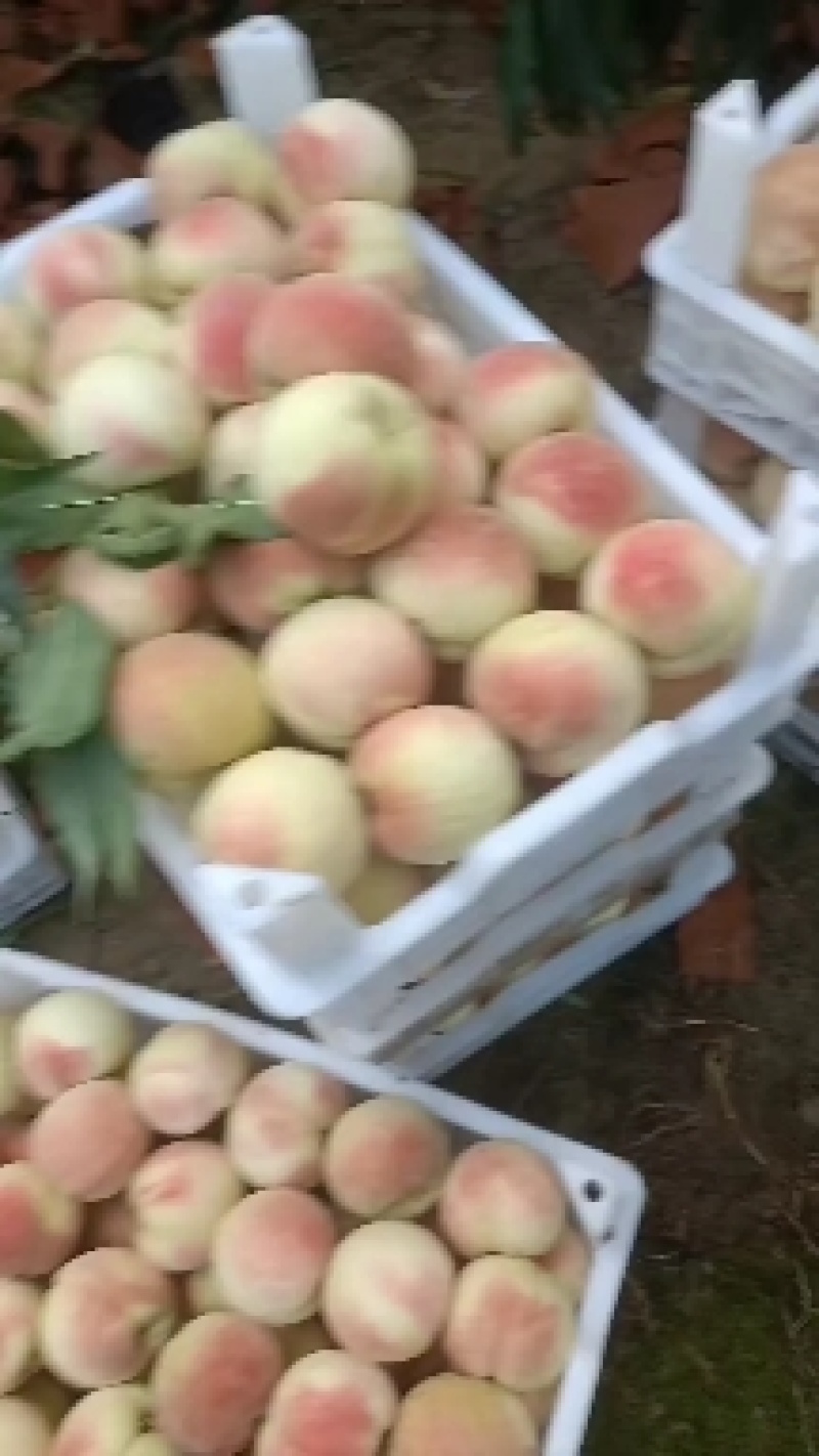 永连蜜桃大量上市中有需要联系我哦，，千亩桃园基地