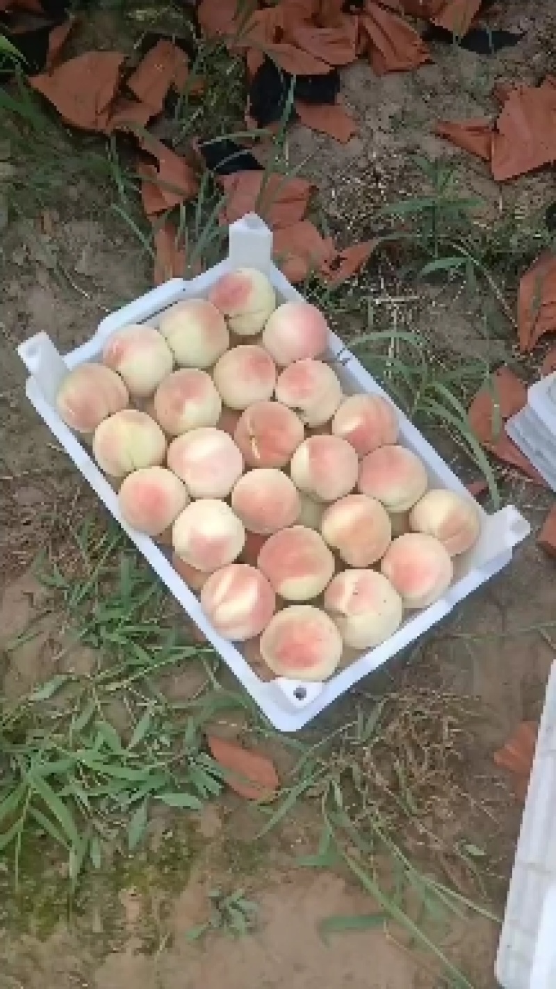 永连蜜桃大量上市中有需要联系我哦，，千亩桃园基地
