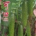 无苦味强磁性节节有瓜座果率高无架春秋地黄瓜种子