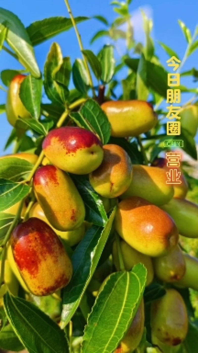 四川正宗贵妃枣，脆甜化渣爽口，2百斤起，请直接电话咨询