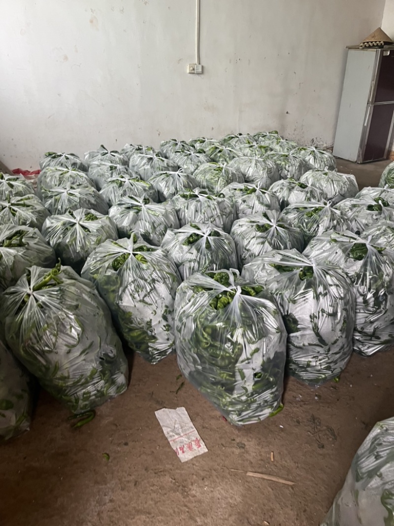 辣椒大量供应中需要的客商前来咨询