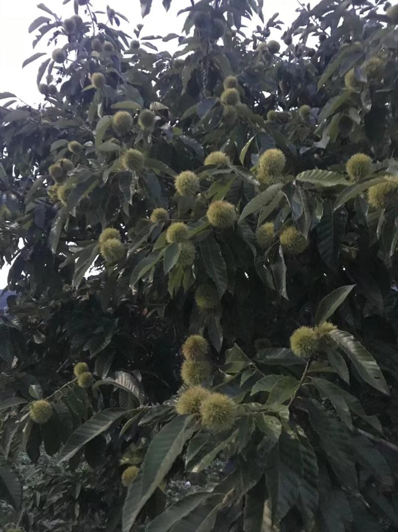 浙江板栗上市了，品种有处暑红，毛板红，毛栗等