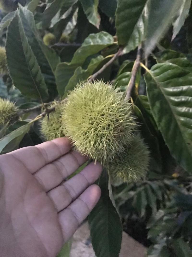 浙江板栗上市了，品种有处暑红，毛板红，毛栗等