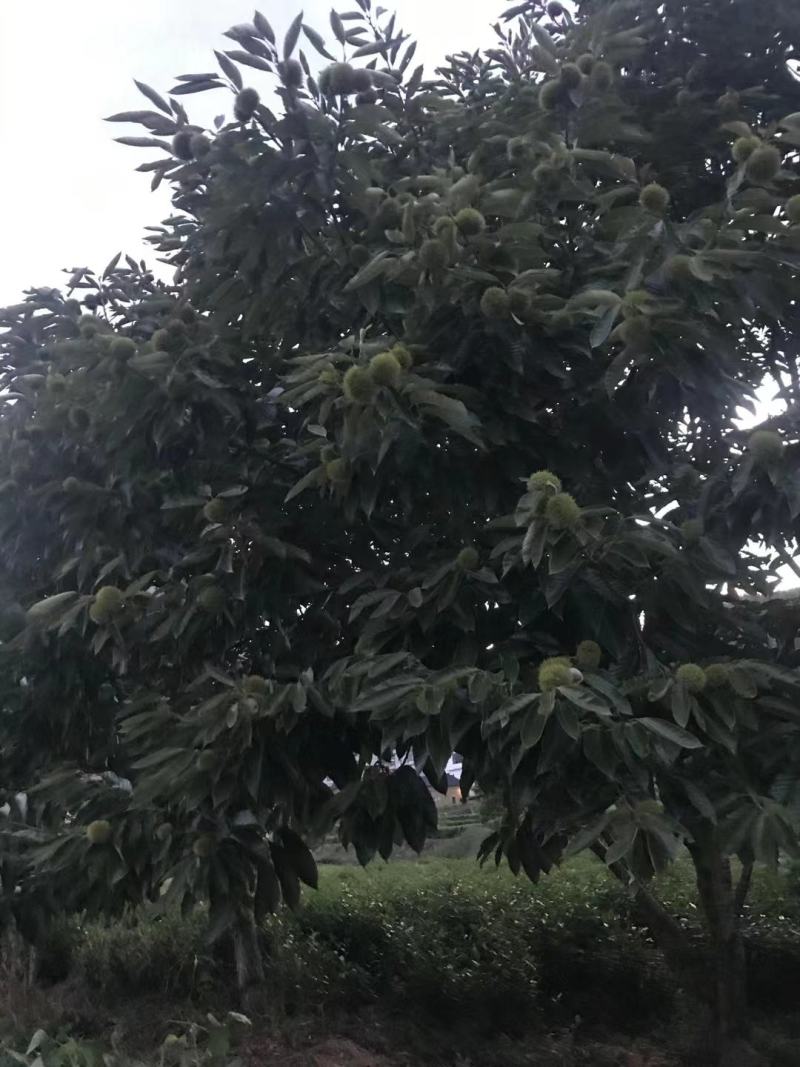 浙江板栗上市了，品种有处暑红，毛板红，毛栗等
