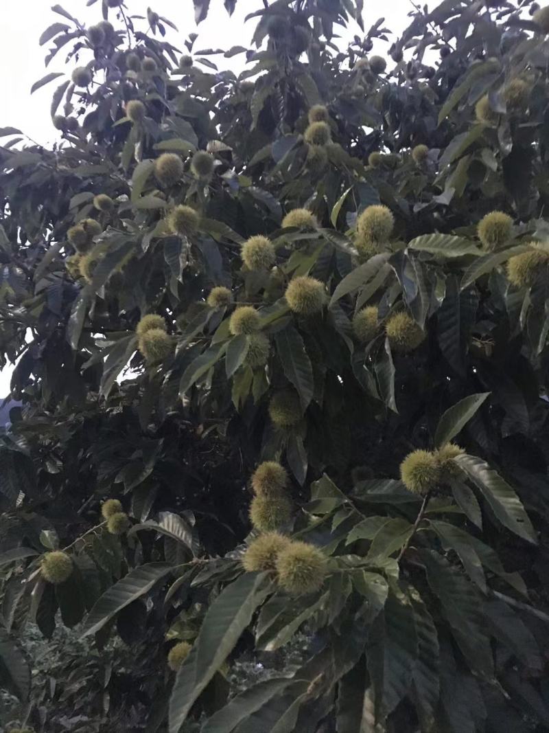 浙江板栗上市了，品种有处暑红，毛板红，毛栗等