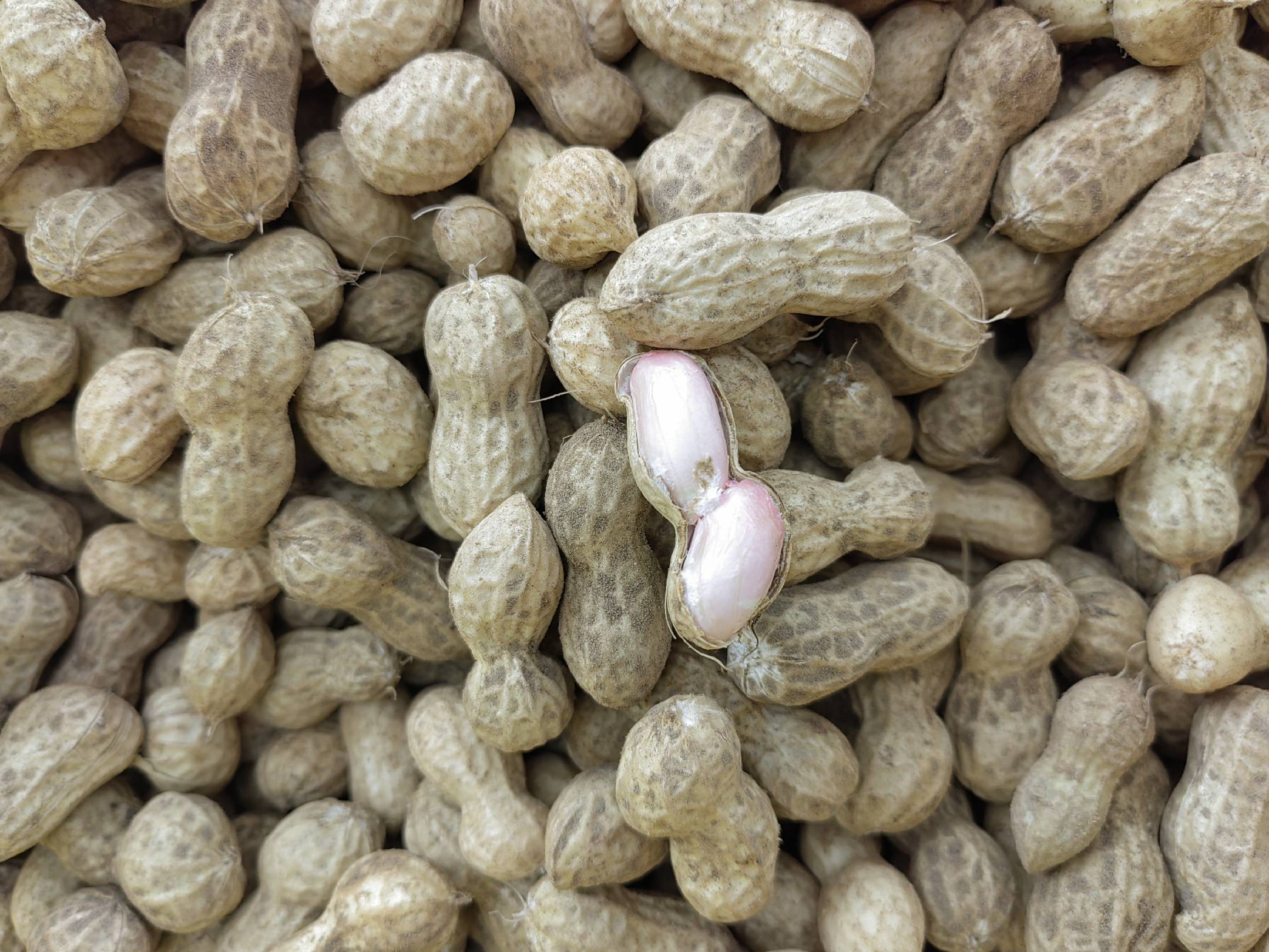 花生与血脂关系示意图