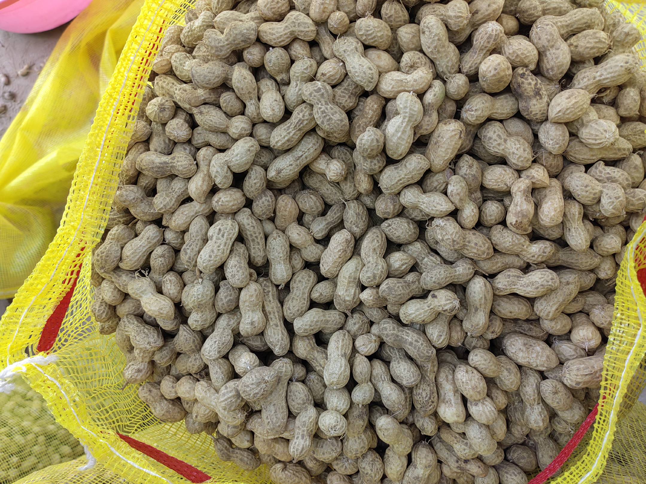 展示鲁花一号花生果的外观特征,包括果壳、果仁、颜色和大小 鲁花一号花生果