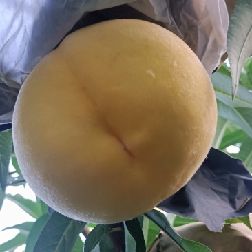 锦绣黄桃