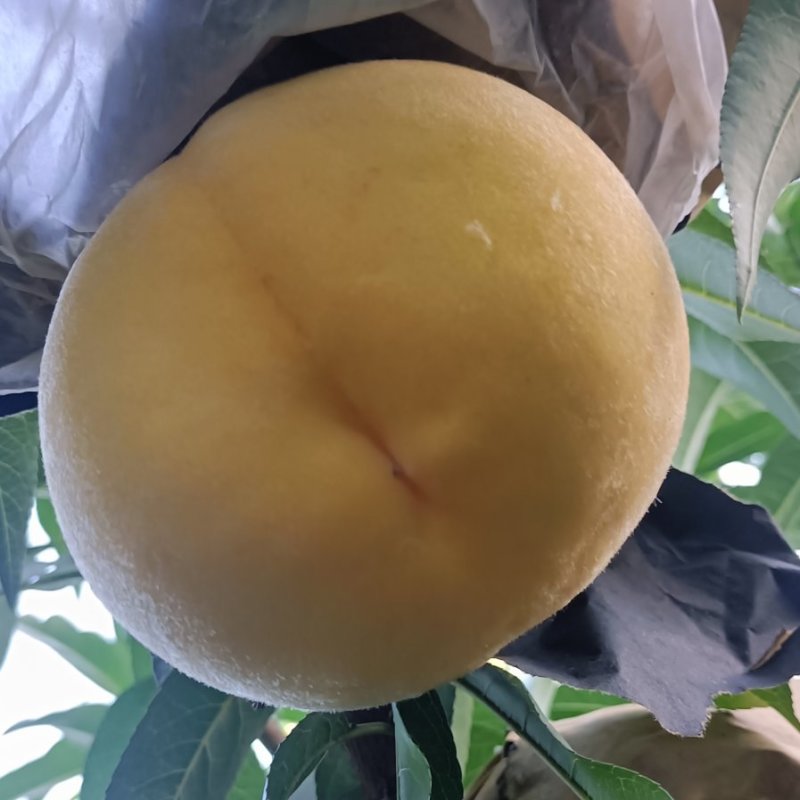 锦绣黄桃