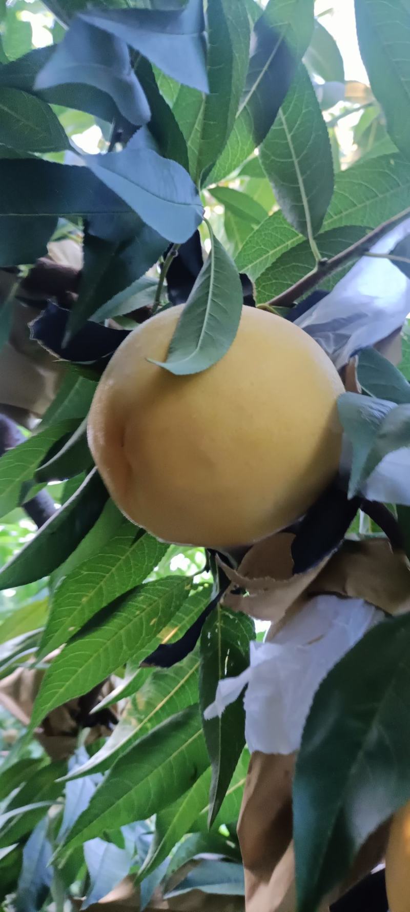 锦绣黄桃