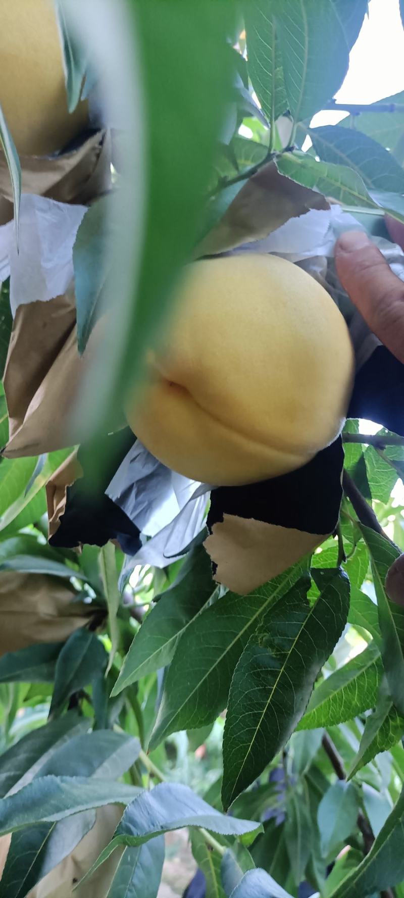 锦绣黄桃