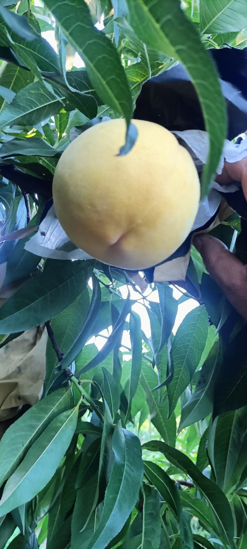 锦绣黄桃