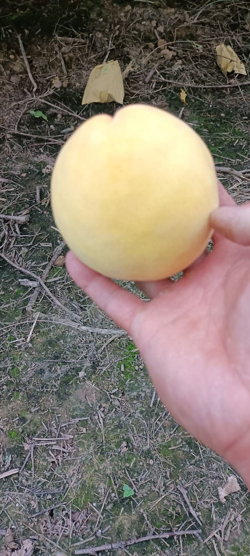 锦绣黄桃