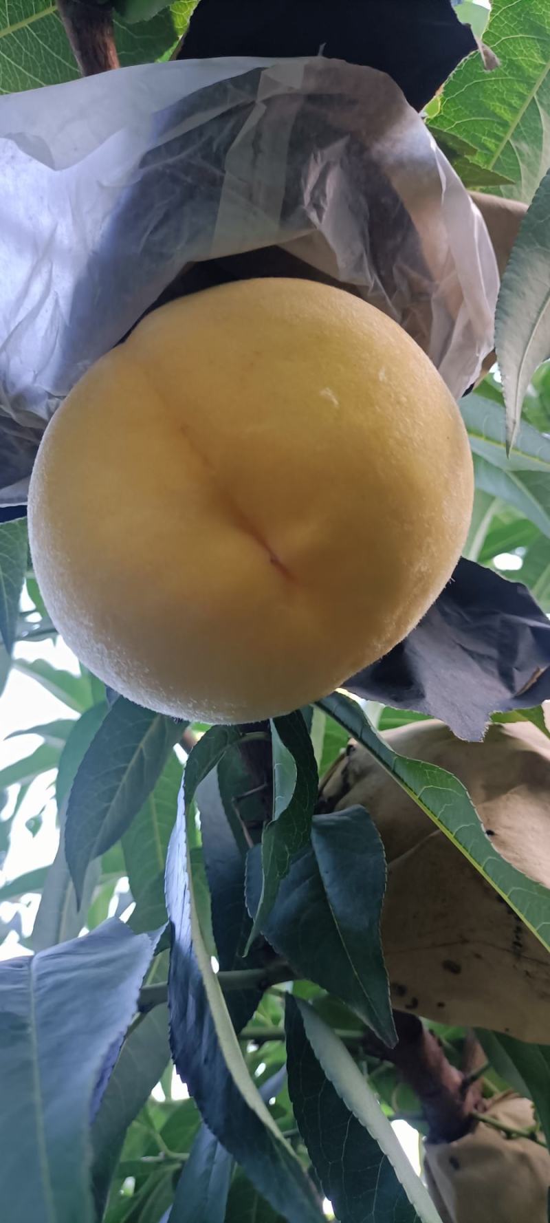 锦绣黄桃