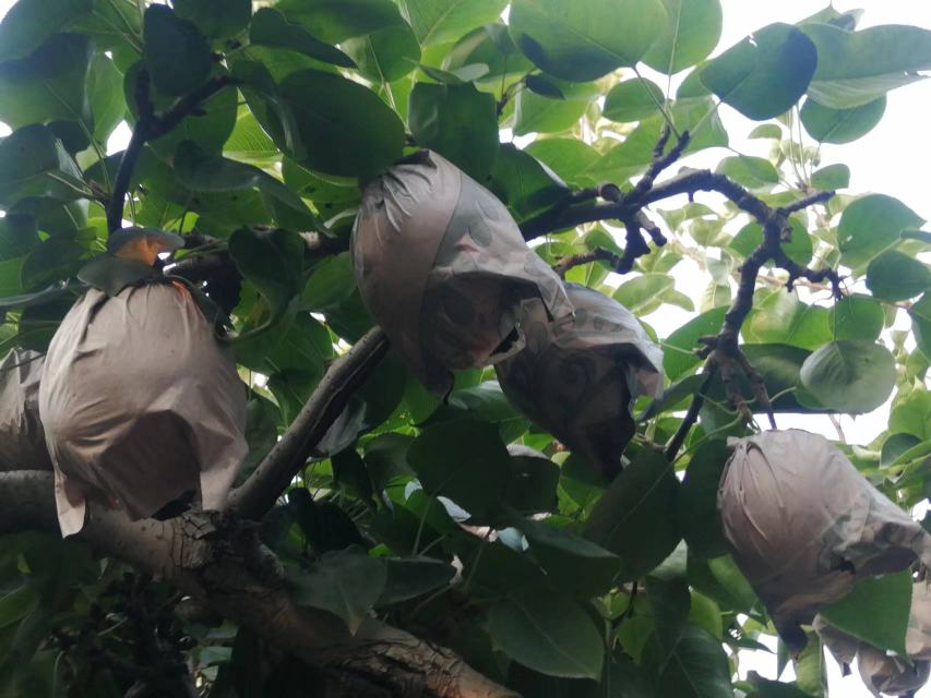 一片广阔的雪花梨果园,梨树整齐排列,枝头挂满金黄色的雪花梨,阳光透过树叶洒下斑驳光影 中国雪花梨果园