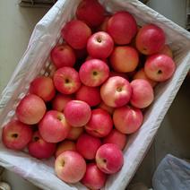 高山纸袋嗄啦苹果，颜色鲜亮，口感脆甜，耐存放，货源充足