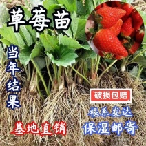 脱毒草莓苗红颜甜宝香野隨株现挖现发顺丰加冰发货包成活