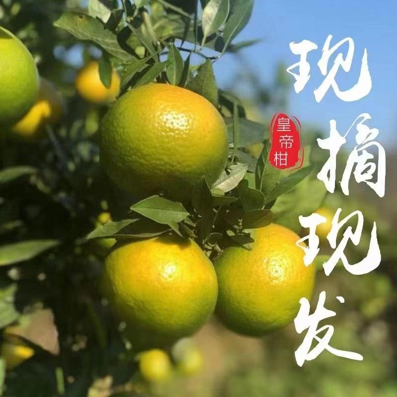 广西平南县黄帝柑，皮簿纯甜，产地直销，代收代发