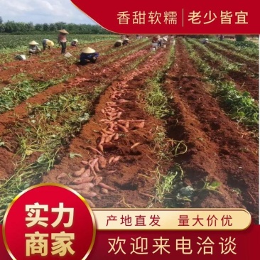 广西西瓜红红薯，基地直发，承接电商社区团购，欢迎来电咨询