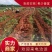 广西西瓜红红薯，基地直发，承接电商社区团购，欢迎来电咨询