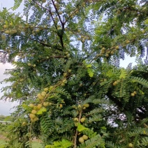 原产地大量甜油甘，矮种油甘正在上市中欢迎釆购