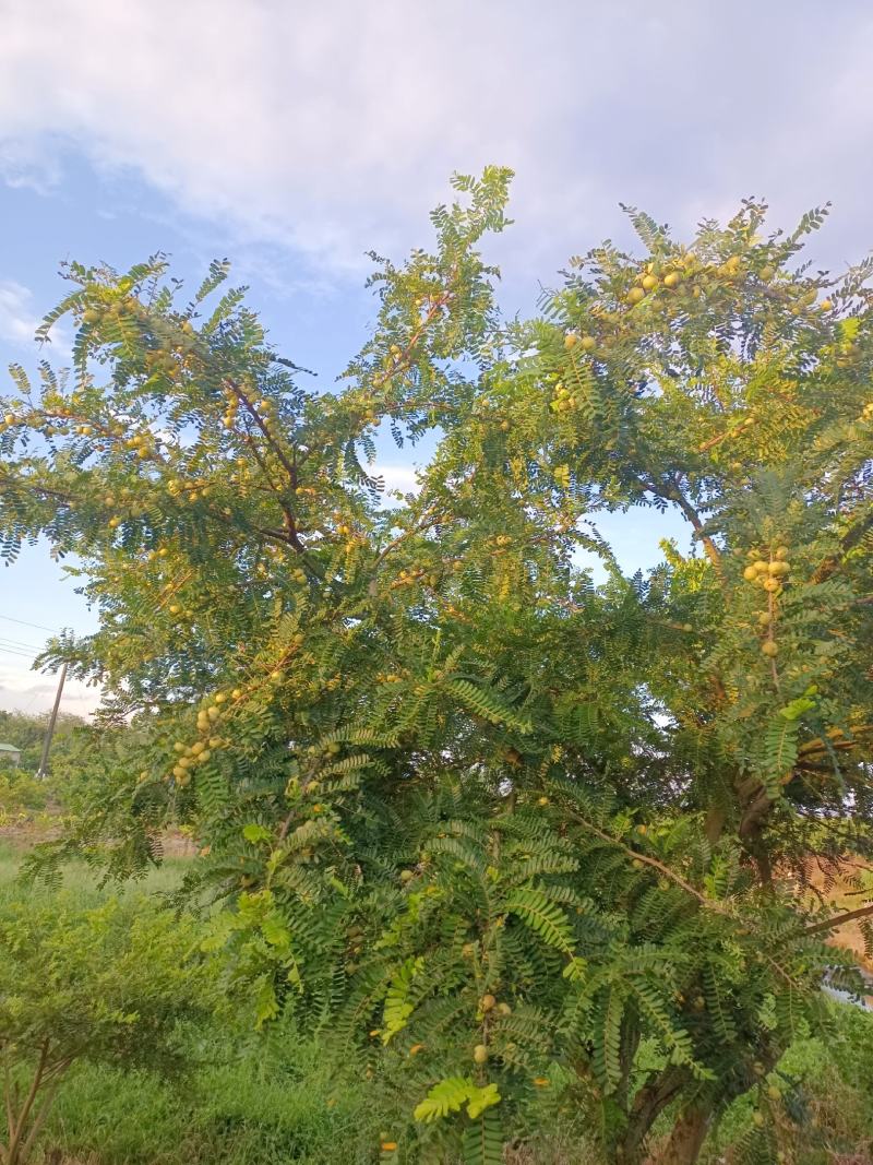 原产地大量甜油甘，矮种油甘正在上市中欢迎釆购