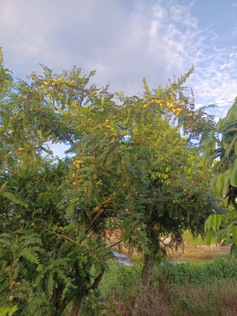 原产地大量甜油甘，矮种油甘正在上市中欢迎釆购