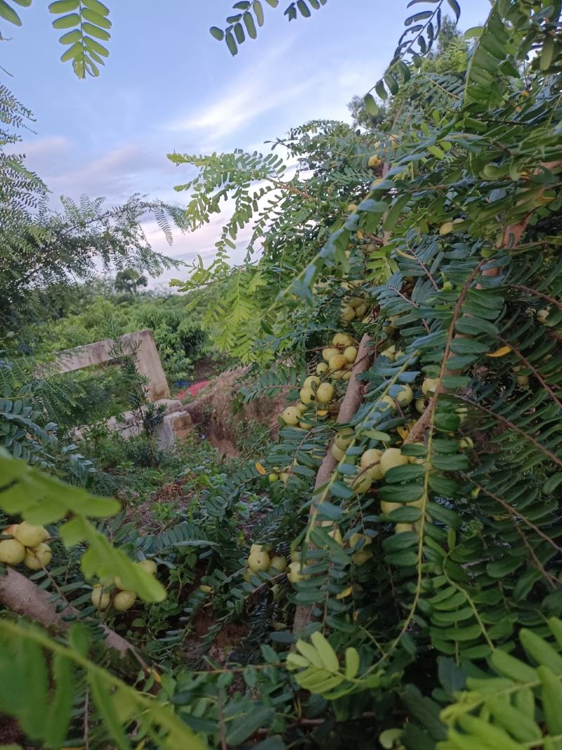 原产地大量甜油甘，矮种油甘正在上市中欢迎釆购