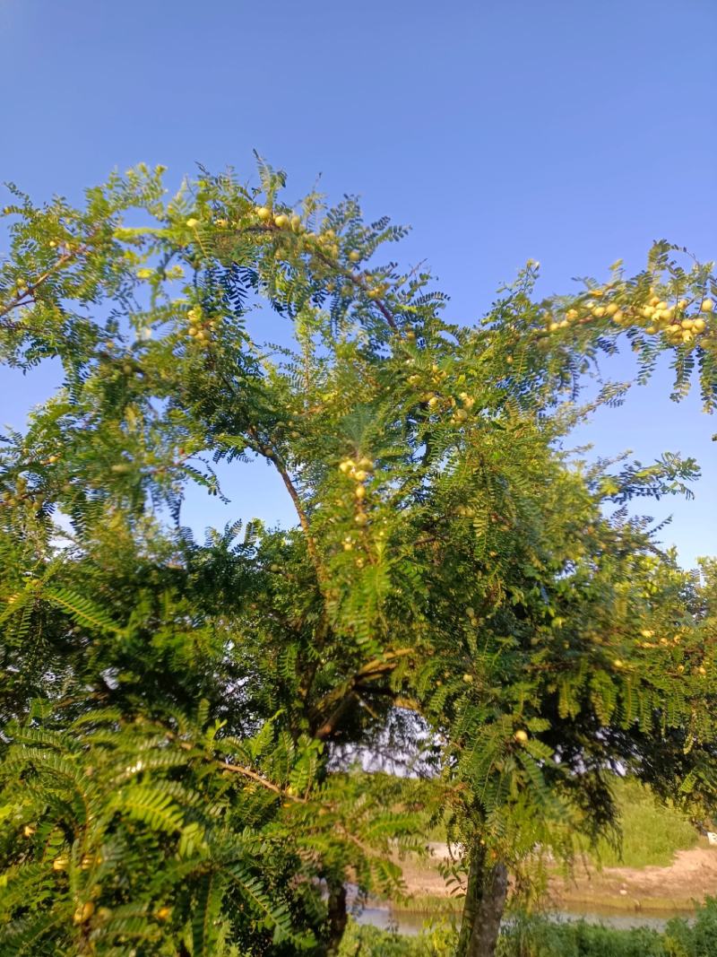 原产地大量甜油甘，矮种油甘正在上市中欢迎釆购