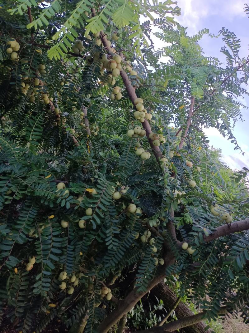 原产地大量甜油甘，矮种油甘正在上市中欢迎釆购