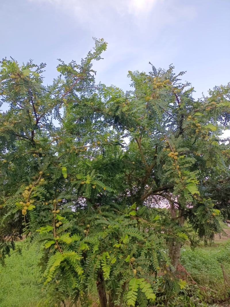 原产地大量甜油甘，矮种油甘正在上市中欢迎釆购