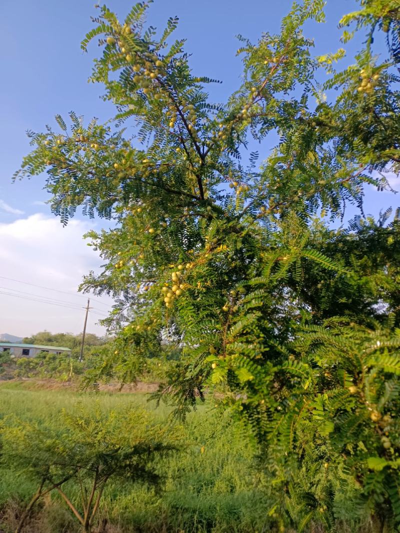 原产地大量甜油甘，矮种油甘正在上市中欢迎釆购