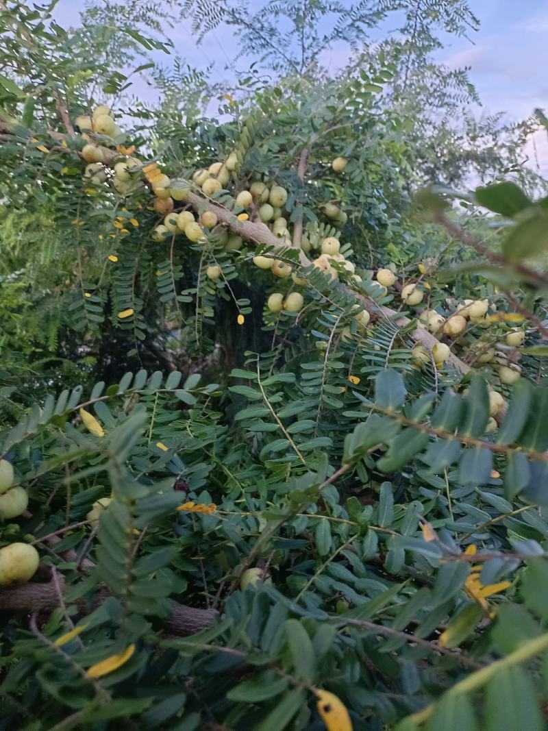 原产地大量甜油甘，矮种油甘正在上市中欢迎釆购