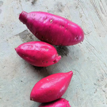 【精品】红薯紫薯，品质好，颜色鲜艳，个头大，大量供应直发