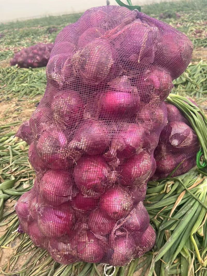 大个红葱